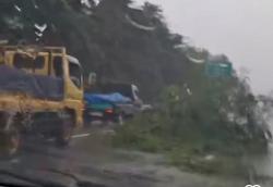 Ada Pohon Tumbang Terbawa Angin di Tol Jagorawi, Rekayasa Lalin Diterapkan