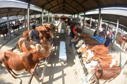 Potret Aktivitas Jual Beli Sapi di Pasar Hewan Ambarawa
