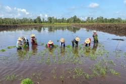 Kementan Kebut Target Swasembada, Tanam Perdana di 2 Lokasi Cetak Sawah Baru