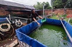 Raup Cuan Dari Budi Daya Ikan Lele di Permukiman Padat Bekasi