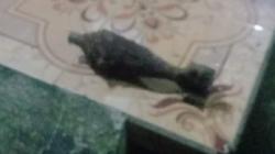 Penampakan Mortir Ditemukan Warga di Kebun Stroberi Ciwidey, Ukuran 81 Mm Buatan Belanda<