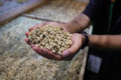 Perdana! Indonesia Tuan Rumah Pameran Kopi Kelas Dunia