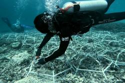 Jaga Laut Tetap Lestari, Ini Aksi Nyata BRI Menanam Grow and Green di Pulau Kapoposang