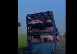 Viral Sopir Truk Mandikan Babi di Pinggir Jalan Pantura Indramayu Diprotes Warga<