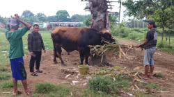 Jenis Simmental, Sapi Kurban Presiden Prabowo di Gowa Diberikan Perawatan Khusus