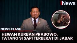 Penampakan Sapi Limousin 1,3 Ton, Hewan Kurban Presiden Prabowo