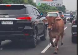 Hewan Kurban Stres Pengaruhi Kualitas Daging, Akademisi UB Bagi Tips Atasi Sapi Kabur<