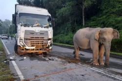 Sopir Truk Penabrak Anak Gajah yang Viral Ceritakan Detik-Detik Kecelakaan