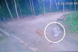 Viral Aksi Pencuri Sapi di Sampang Terekam CCTV, Pelaku Masih Misterius<