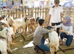 Fenomena PHK jadi Biang Kerok Anjloknya Jumlah Pekurban di RI Tahun Ini