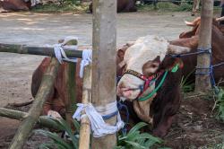 Prabowo Kurban 58 Sapi di Babakan Madang Bogor, Ada Matador!