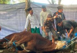 Bandung Sembelih 36.000 Hewan Kurban, 1 di Antaranya Sapi Presiden Prabowo<