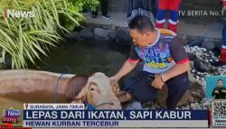 Bikin Panik, Sapi Kurban di Surabaya Lepas lalu Tercebur ke Kolam