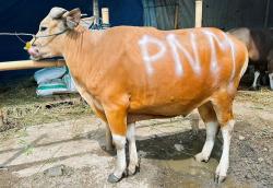 Wujud Syukur HUT ke-26, PNM Sedekah Kurban di 26 Titik  
