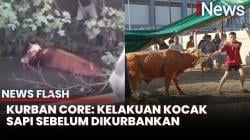 Ngamuk hingga Serang Warga, Begini Kelakuan Kocak Para Sapi saat Idul Adha