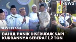 Momen Panik Bahlil Hampir Diseruduk Sapi Kurban saat Penyerahan
