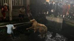 Sapi Kurban Ngamuk Kabur dan Tercebur ke Sungai di Jombang, Evakuasi Berlangsung 4 Jam<