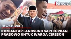 Diantar Langsung oleh Dedi Mulyadi, Ini Penampakan Sapi Kurban Prabowo untuk Warga Cirebon