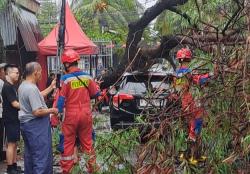 Diterjang Angin Kencang, 2 Pohon Tumbang Rusak Mobil dan Rumah di Jakarta Barat