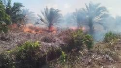 Daftar 4 Perusahaan Ditindak akibat Karhutla di Riau<