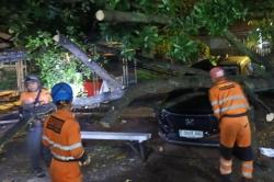 Hujan Deras, Pohon Tumbang Timpa Mobil di Bogor