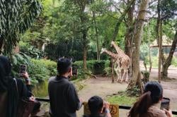 Penutupan Bandung Zoo Ancam Kesejahteraan 700 Satwa dan Puluhan Karyawan<