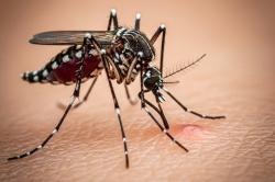 Kasus Chikungunya Meningkat di Singapura, Berikut 5 Cara Mencegahnya