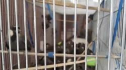 Ratusan Burung Selundupan dari Thailand Dimusnahkan di Kualanamu, Poksay hingga Cica Daun <