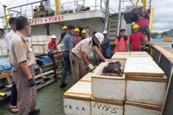 Karantina Sulut Gagalkan Penyelundupan 800 Kg Daging Celeng di Pelabuhan Bitung<
