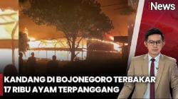 Kandang Terbakar Hebat di Bojonegoro, Belasan Ribu Ayam Hangus Dilalap Api