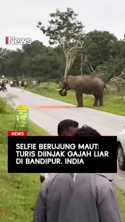 Selfie Berujung Maut Turis Diinjak Gajah