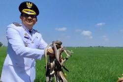 Momen Bupati Indramayu Lucky Hakim Lepas Liarkan Ratusan Ular ke Sawah, Atasi Hama Tikus<