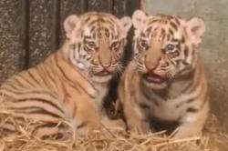 Menggemaskan! 2 Bayi Harimau Benggala Lahir di Bandung Zoo<