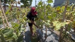 Wisata Petik Melon Hadir di Tengah Kota Tuban, Tawarkan Pengalaman Segar Harga Terjangkau<