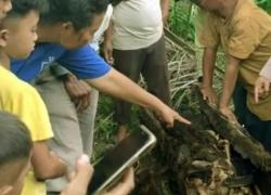 Serdang Bedagai Geger, Kerangka Manusia Ditemukan dalam Batang Pohon Aren<