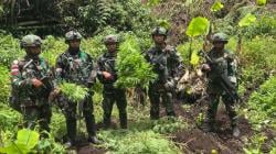 Kronologi TNI Temukan 4 Kebun Ganja Tersembunyi di Papua Pegunungan, Terpantau Drone<