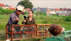 Gagal Fokus! Azia Riza Gombali Pelatih saat Nerbangin Merpati