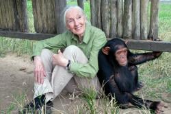 Kabar Duka, Ahli Primata Jane Goodall Meninggal Dunia di Usia 91 Tahun