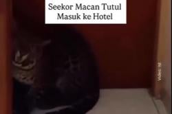 Geger! Macan Tutul Masuk Hotel di Bandung, Evakuasi Berlangsung Dramatis<