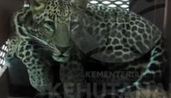 Penampakan Macan Tutul yang Ditangkap Masuk Hotel Anugrah Bandung<