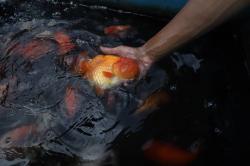 Mas Koki Indonesia Mendunia, Cerita Sukses dari Kolam Ko Renza