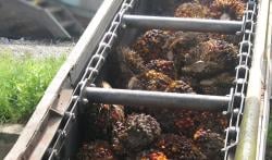 Horor! Pekerja Kebun Jatuh ke Mesin Penggilingan Kelapa Sawit 