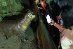 Wisata Malam Ragunan Ternyata Masih Diminati, Jumlah Pengunjung Meningkat