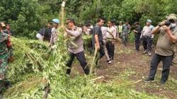 Polisi Buru Pemilik Ladang Ganja di Perbukitan Tanah Karo<
