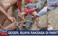 Geger Buaya Raksasa 7 Meter dan Berat 1 Ton di Inhil Riau, Begini Penampakannya