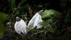 Lagka! Jamur Tudung Pengantin Ditemukan di Hutan Bawean<