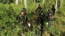 BNN Temukan Ladang Ganja 6,5 Hektare di Aceh Utara, 97.000 Batang Dimusnahkan<