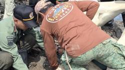 BKSDA Jambi Verifikasi Temuan Tengkorak Satwa Berukuran Besar Tertimbun di Kebun Warga<