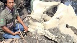 BKSDA Jambi Verifikasi Temuan Tengkorak Satwa Berukuran Besar Tertimbun di Kebun Warga