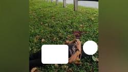 Mayat Pria Ditemukan di Pinggir Tol Jagorawi, Tangan dan Kaki Terikat<